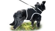Realtime GPRS GPS Surveillance Mini Pet Tracking Device for Dog w/ App Size:XS
